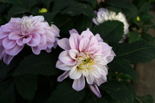 溫室花卉與蔬菜的栽培與管理